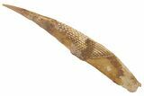 Fossil Shark (Asteracanthus) Dorsal Spine - Morocco #208733-1
